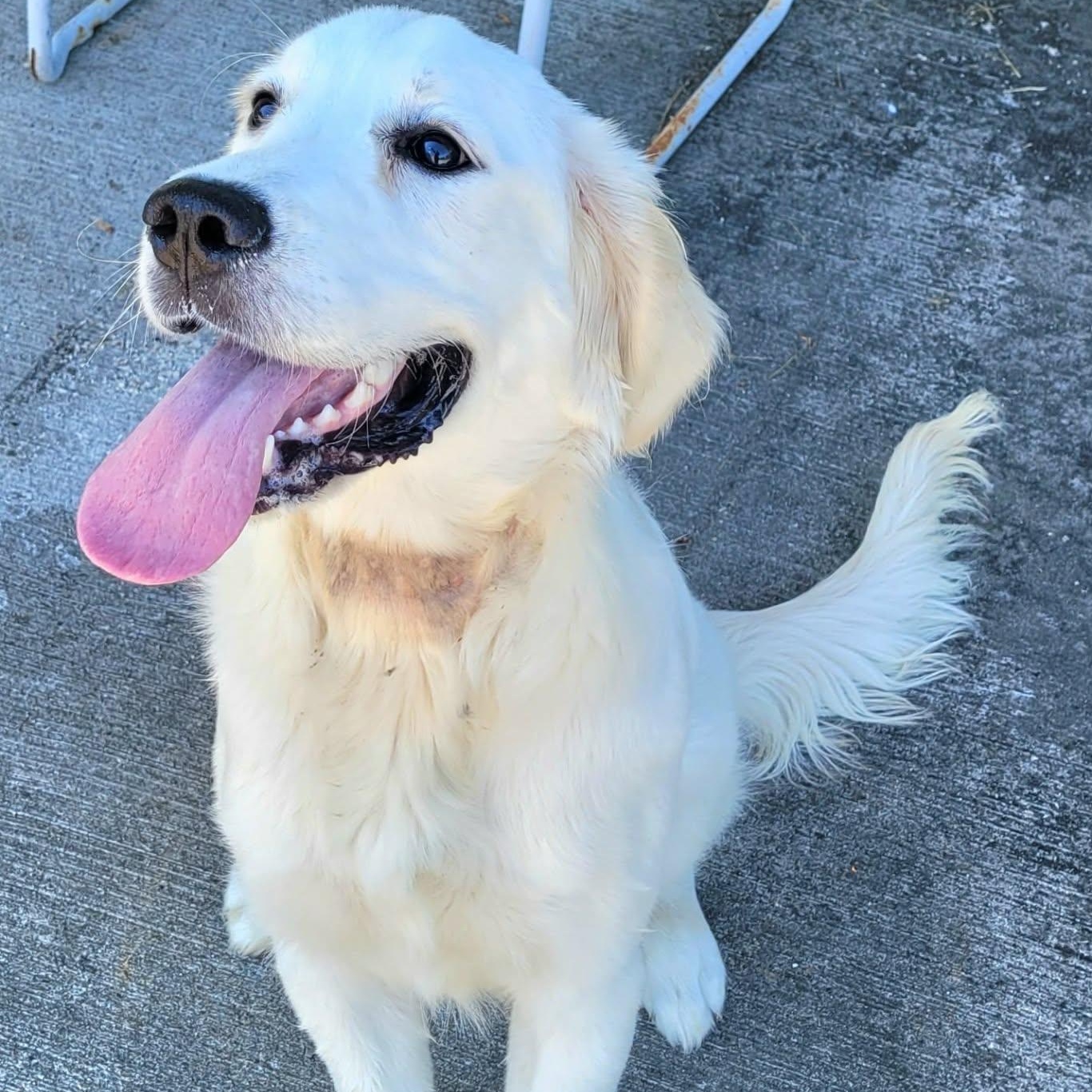 Maisie, Very Playful Puppy, adopted, Puppy Female Golden Retriever.