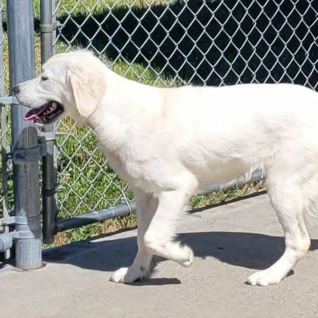 Maisie, Very Playful Puppy, an adopted Golden Retriever in Meriden, CT image 5/6