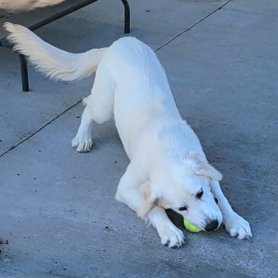 Maisie, Very Playful Puppy, an adopted Golden Retriever in Meriden, CT image 4/6