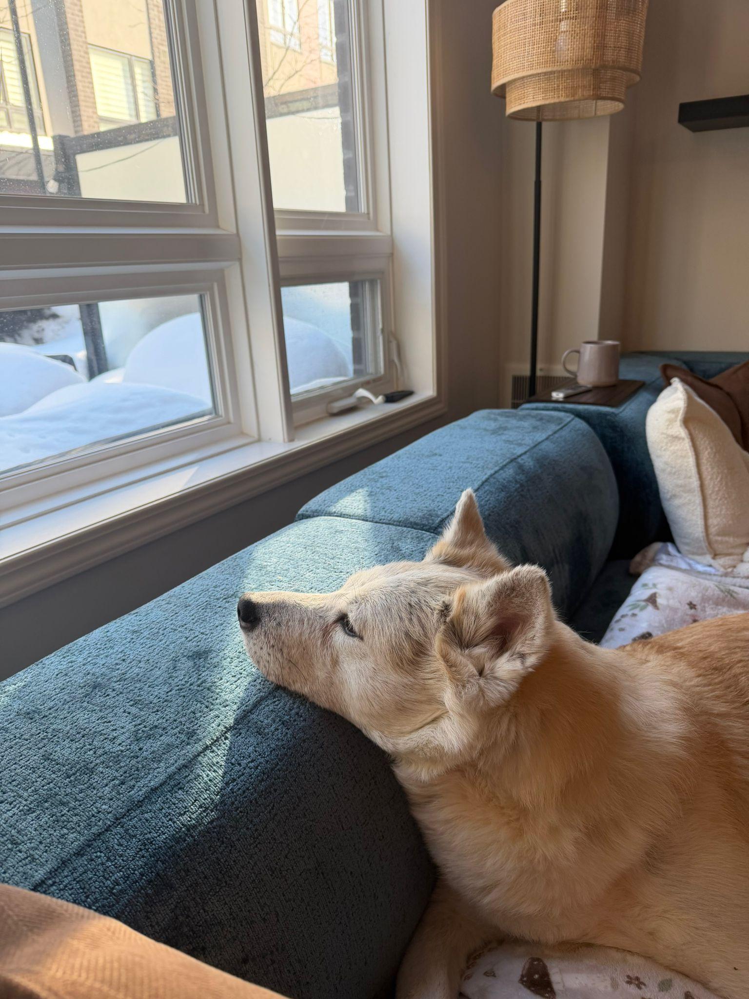 Enlarge Caramel, a Adoptable Akita in Markham, ON image 2/6