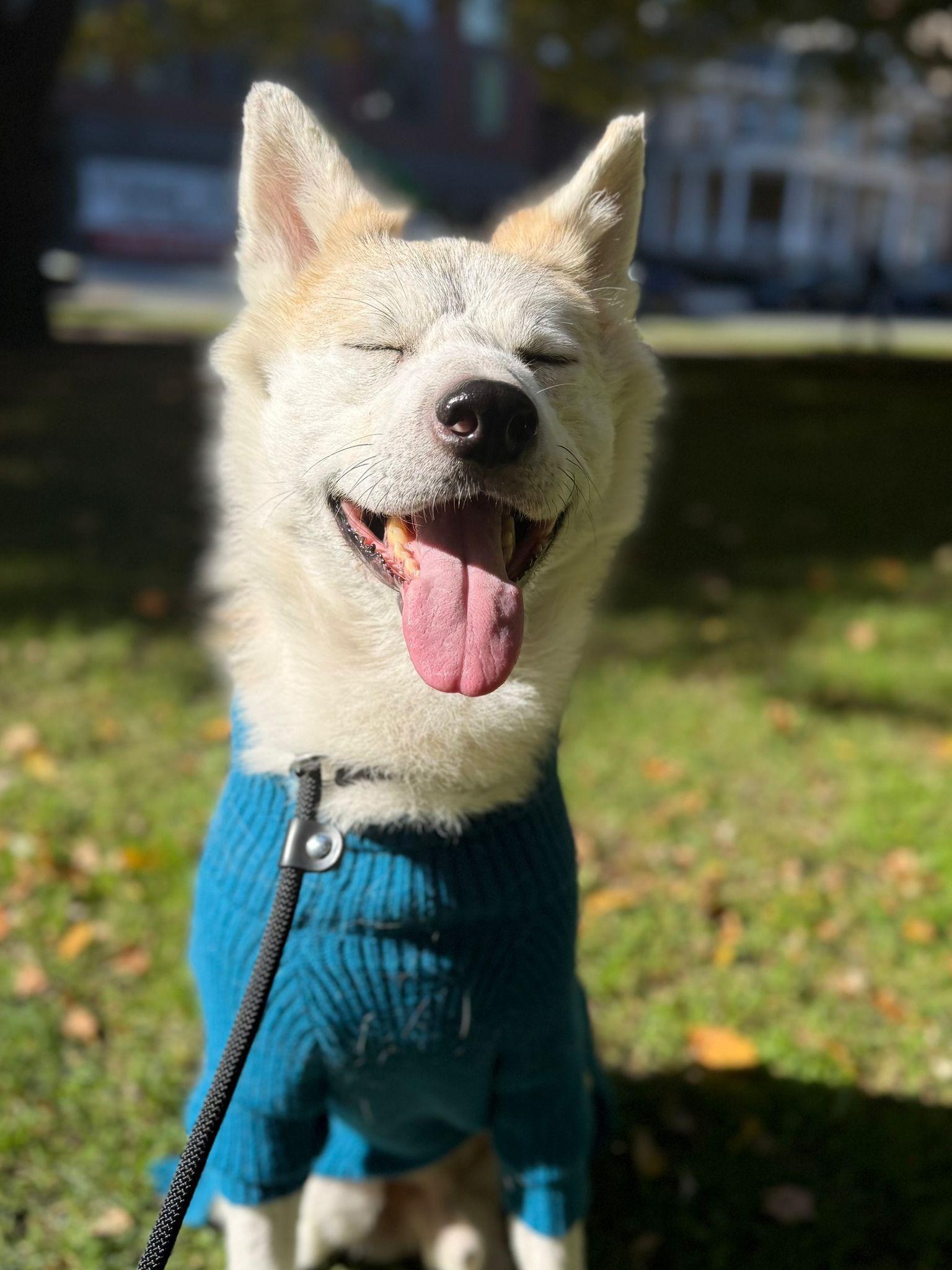 Caramel, a Adoptable Akita in Markham, ON image 1/6