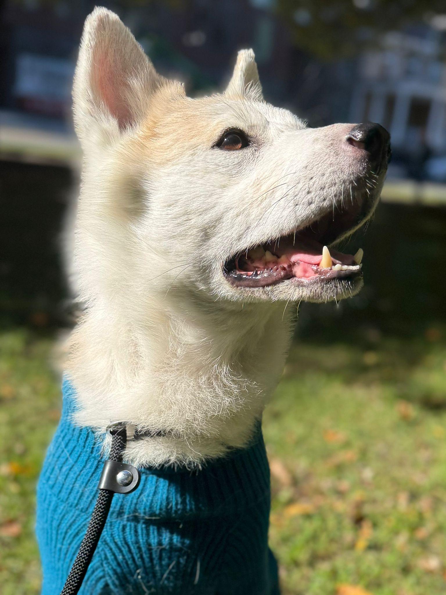 Caramel, a Adoptable Akita in Markham, ON image 3/6