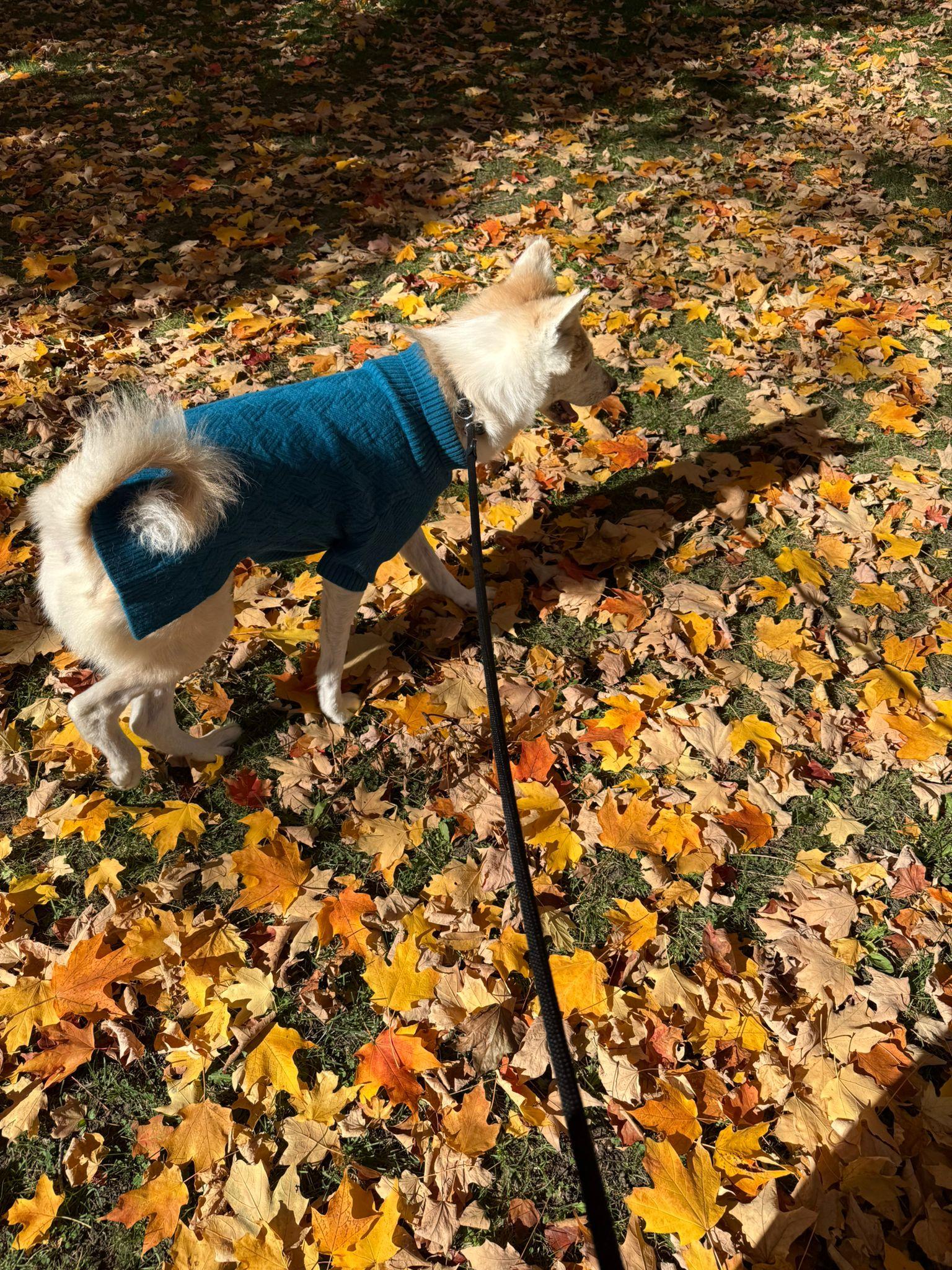 Caramel, a Adoptable Akita in Markham, ON image 4/6
