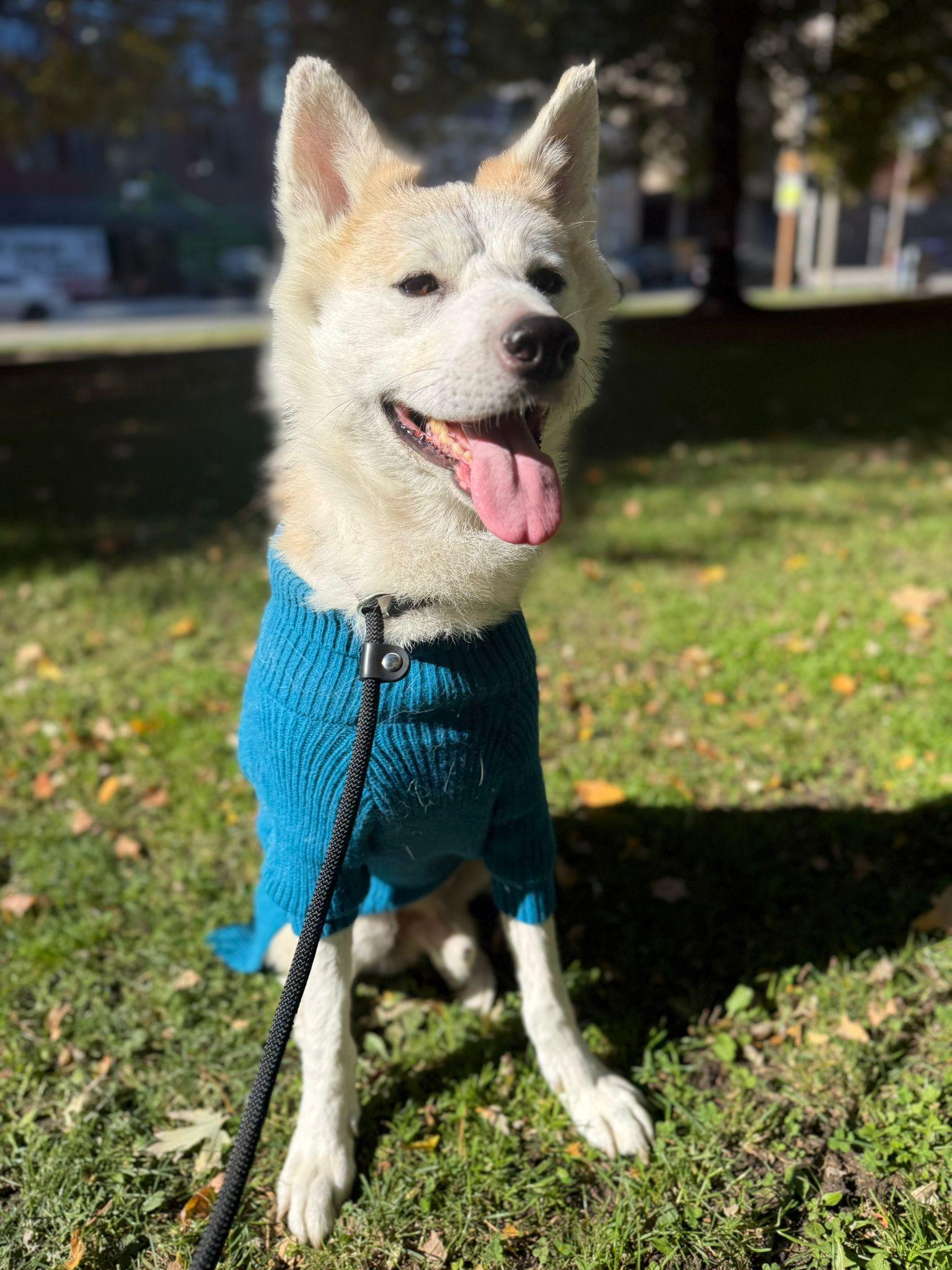 Caramel, a Adoptable Akita in Markham, ON image 5/6