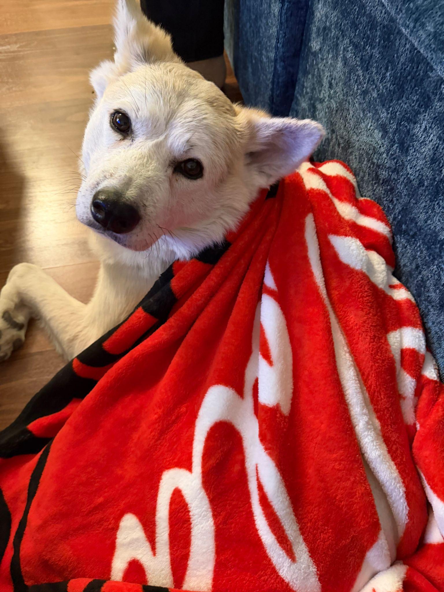 Enlarge Caramel, a Adoptable Akita in Markham, ON image 6/6