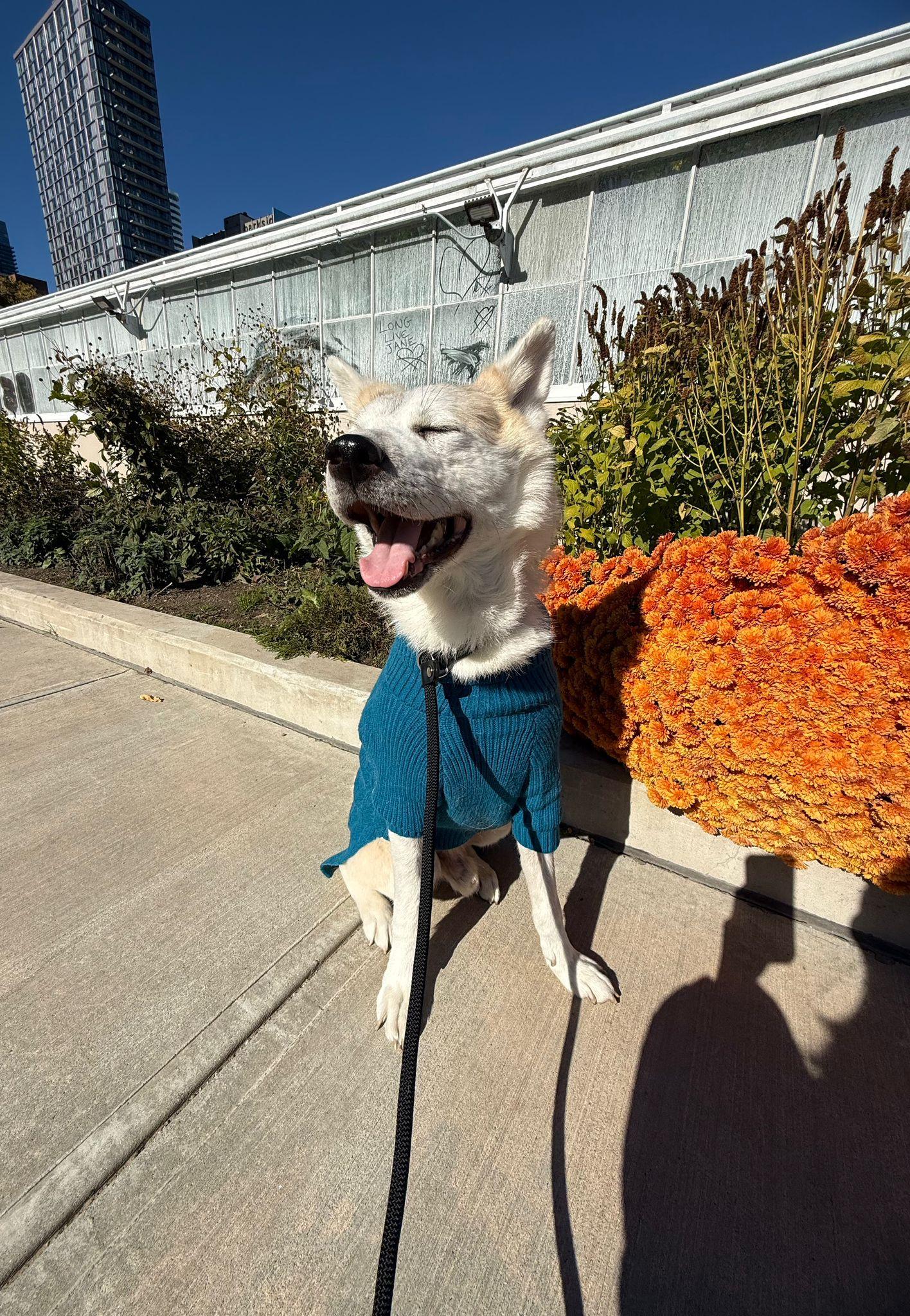 Caramel, a Adoptable Akita in Markham, ON image 6/6