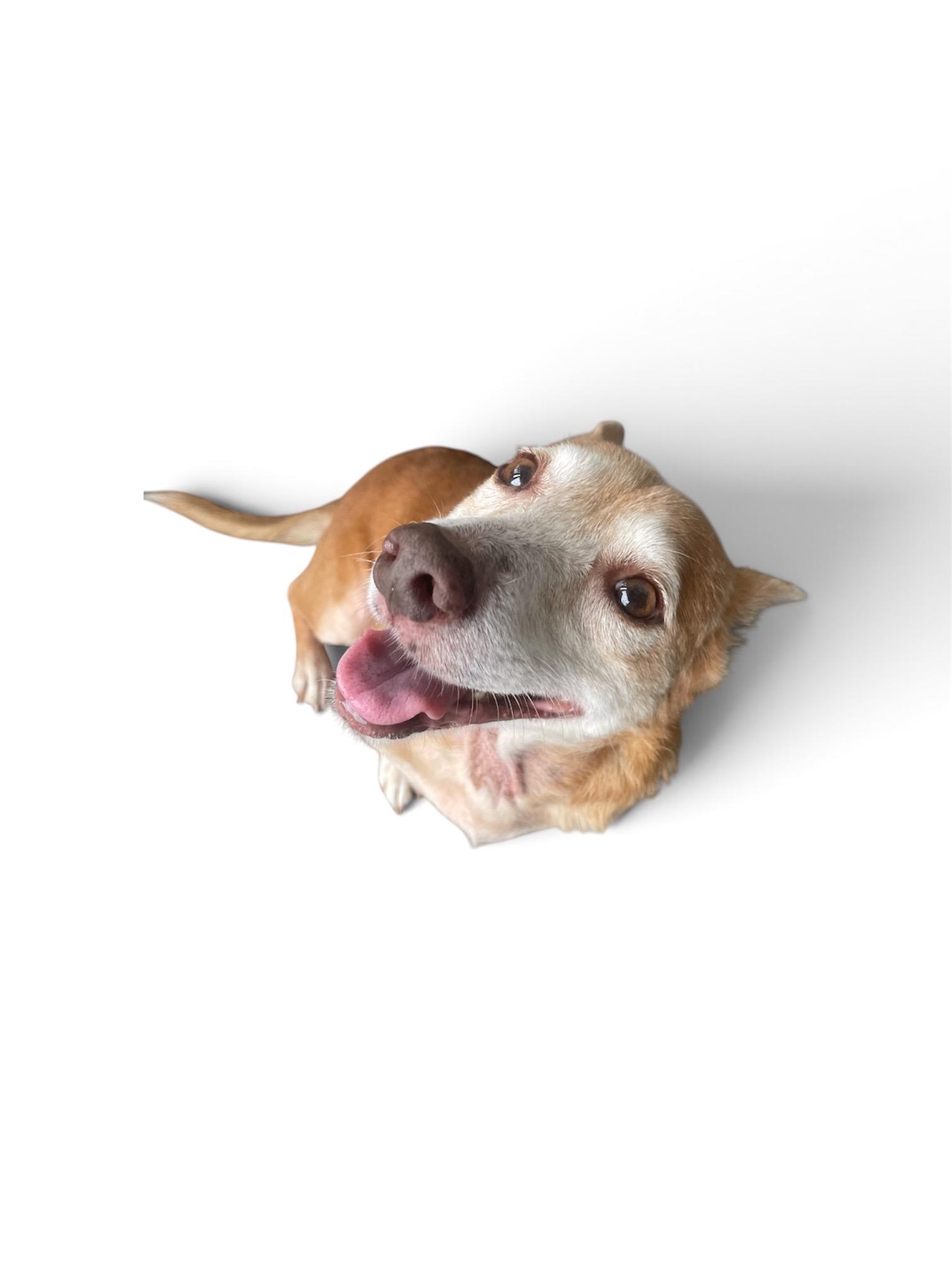 Canela - The Lover Girl, a Adoptable mixed breed in New York, NY image 5/6
