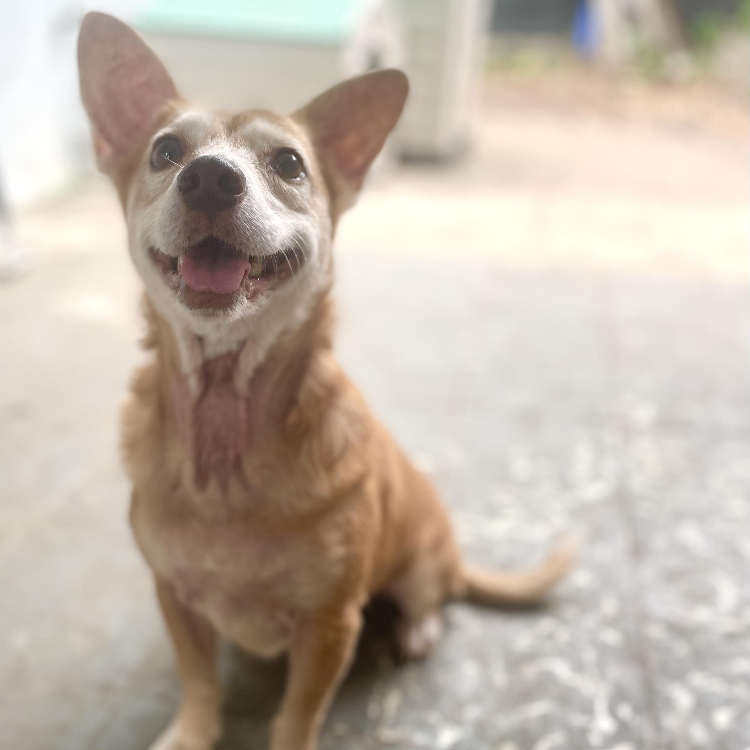 Canela - The Lover Girl, a Adoptable mixed breed in New York, NY image 1/6