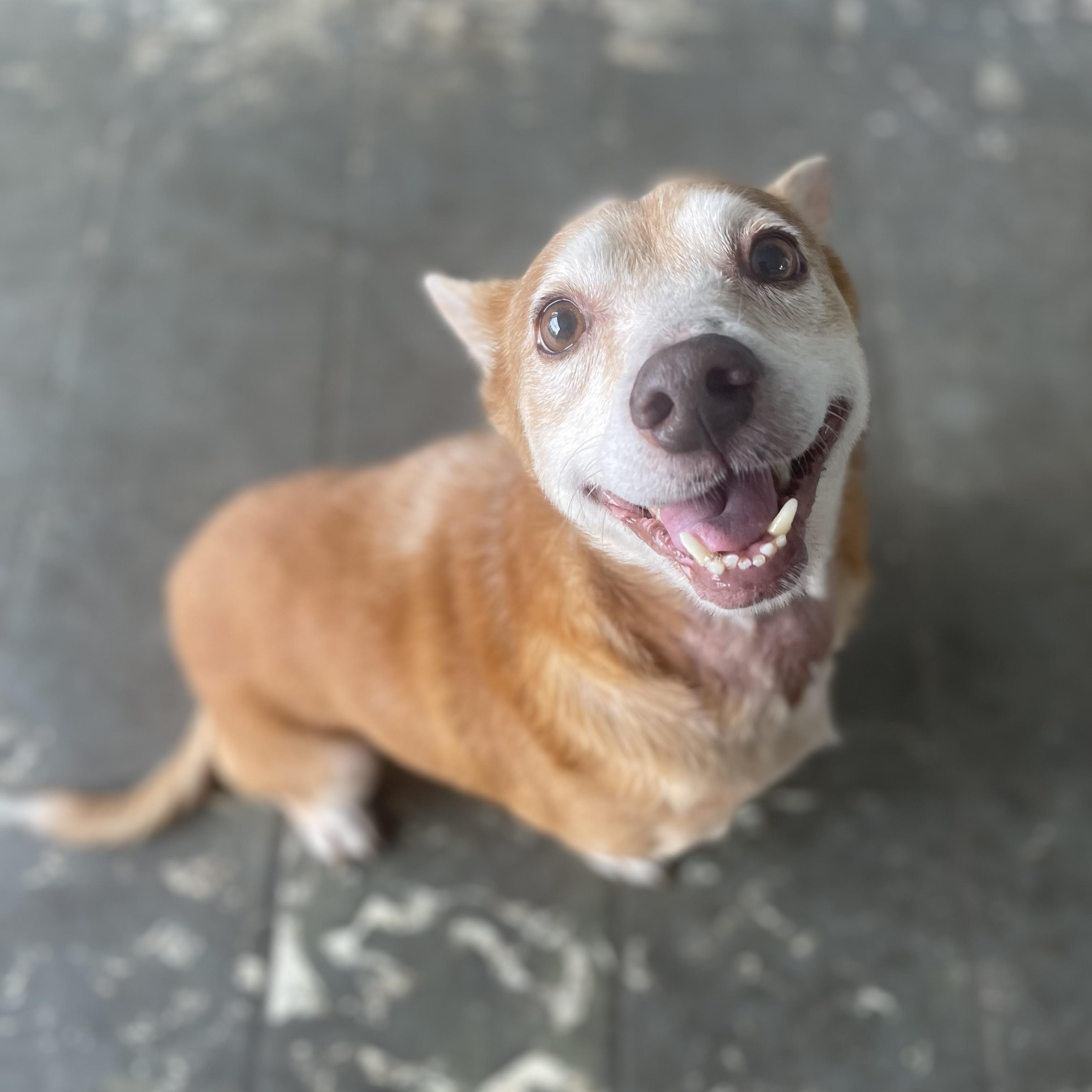 Canela - The Lover Girl, a Adoptable mixed breed in New York, NY image 2/6