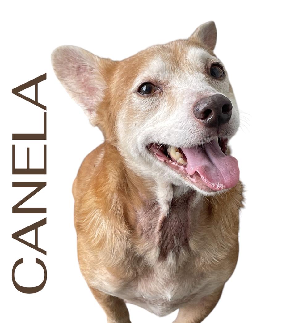 Canela - The Lover Girl, a Adoptable mixed breed in New York, NY image 4/6