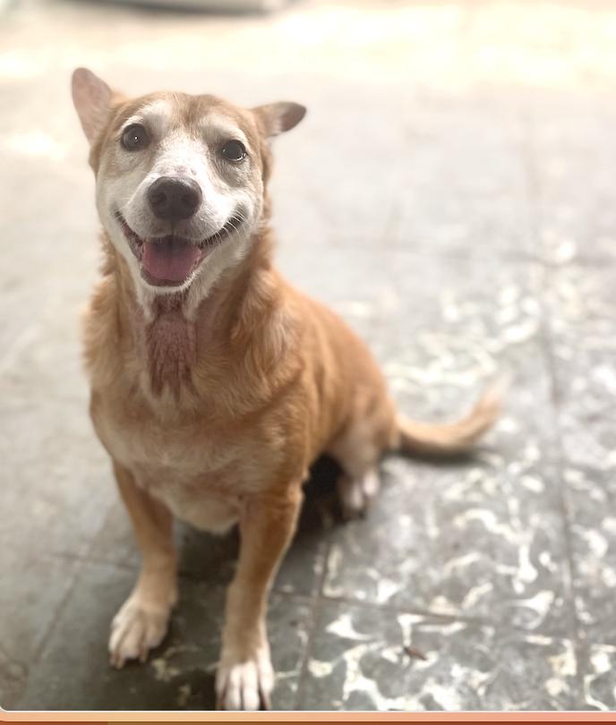 Canela - The Lover Girl, a Adoptable mixed breed in New York, NY image 3/6