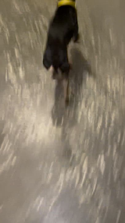 Enlarge Canela - The Lover Girl, a Adoptable mixed breed in New York, NY video 6/6
