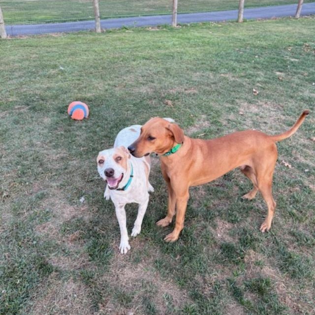 Enlarge Paulie, a Adoptable mixed breed in Albion, NY image 2/5