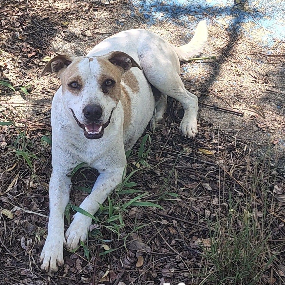Enlarge Paulie, a Adoptable mixed breed in Albion, NY image 3/5