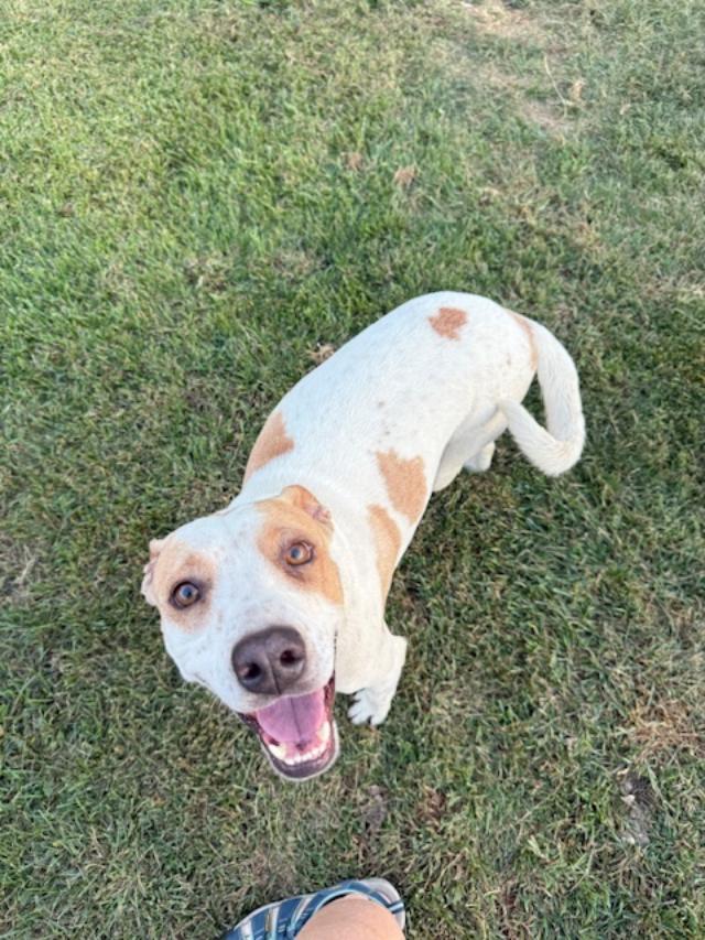 Enlarge Paulie, a Adoptable mixed breed in Albion, NY image 4/5