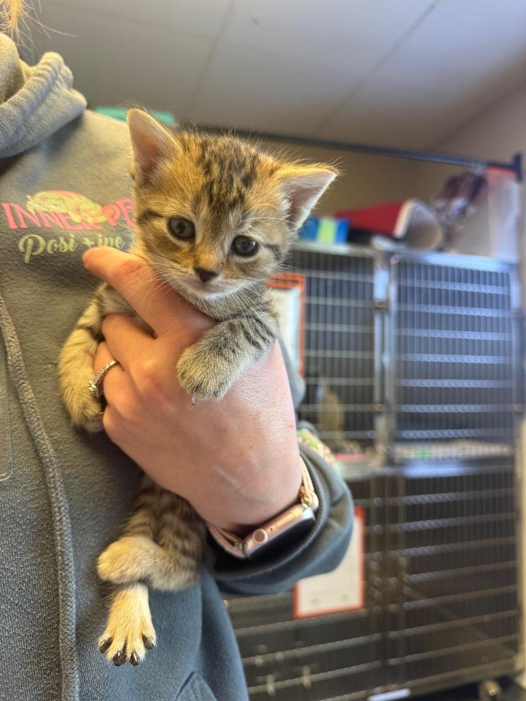 Jan, Adoptable, Kitten Female Domestic Short Hair.