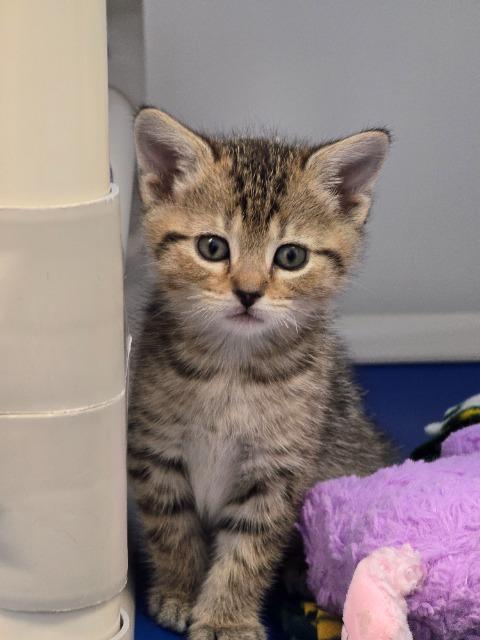 Enlarge Jan, a Adoptable mixed breed in Barron, WI image 2/3