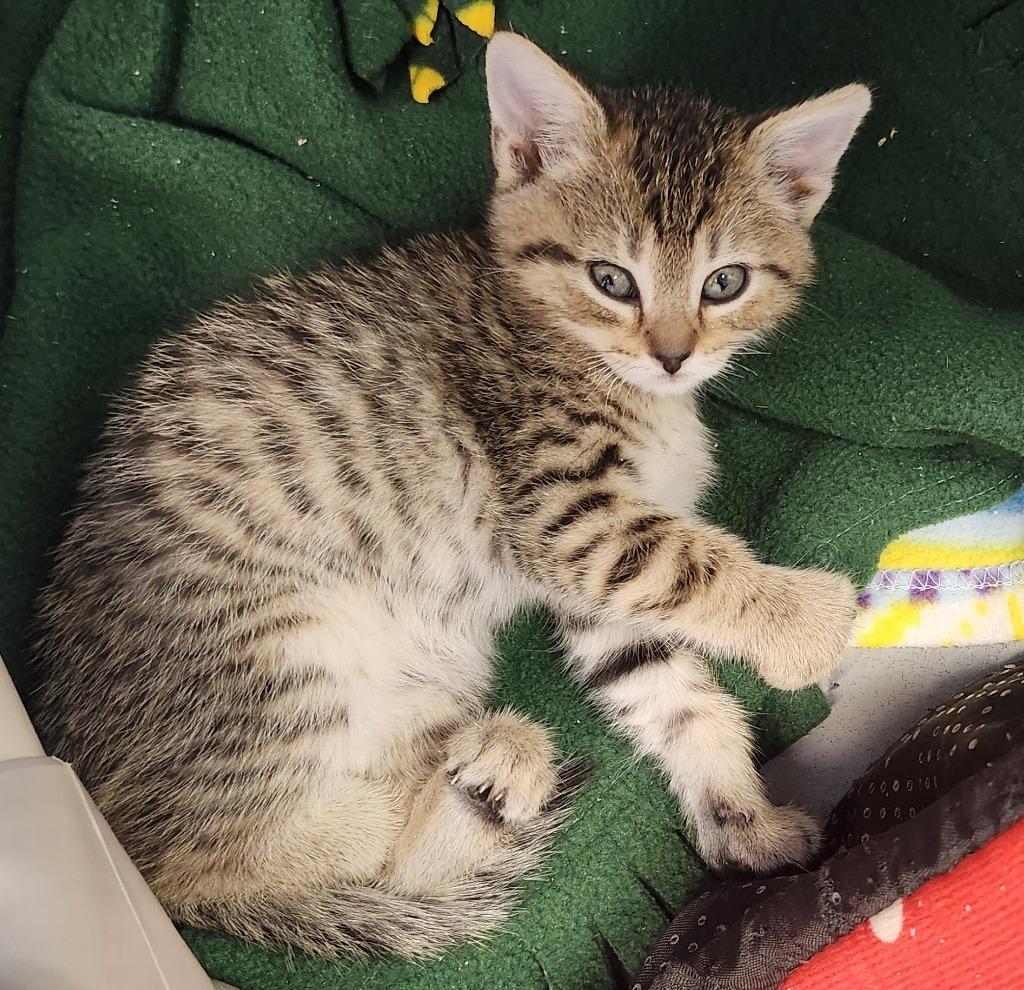 Enlarge Jan, a Adoptable mixed breed in Barron, WI image 3/3