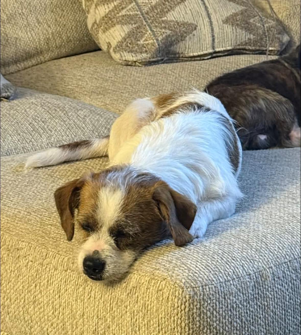 Enlarge CD, an adopted mixed breed in Oklahoma City, OK image 1/2