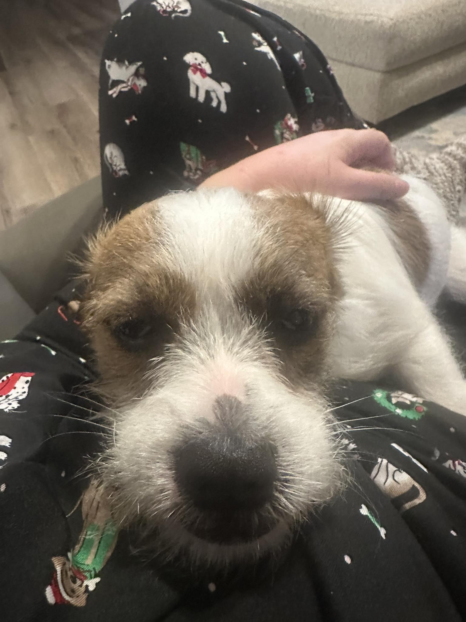 Enlarge CD, an adopted mixed breed in Oklahoma City, OK image 2/2