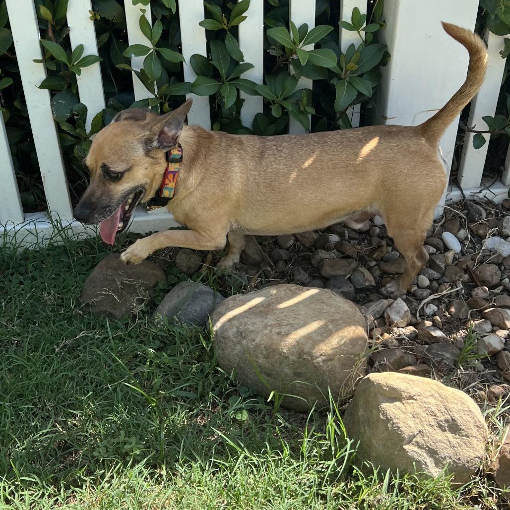 Enlarge King, a Adoptable mixed breed in Houston, TX image 1/4