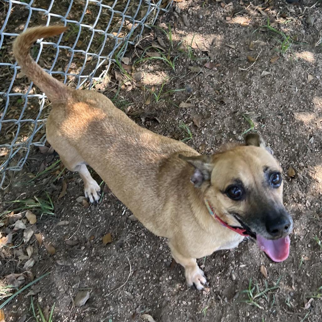 Enlarge King, a Adoptable mixed breed in Houston, TX image 3/4