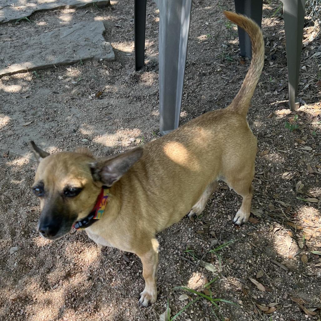 Enlarge King, a Adoptable mixed breed in Houston, TX image 4/4