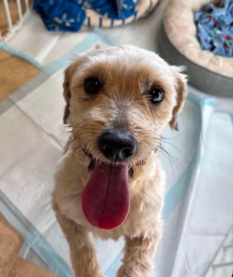 Timmy, a Adopted mixed breed in El Paso, TX image 1/2