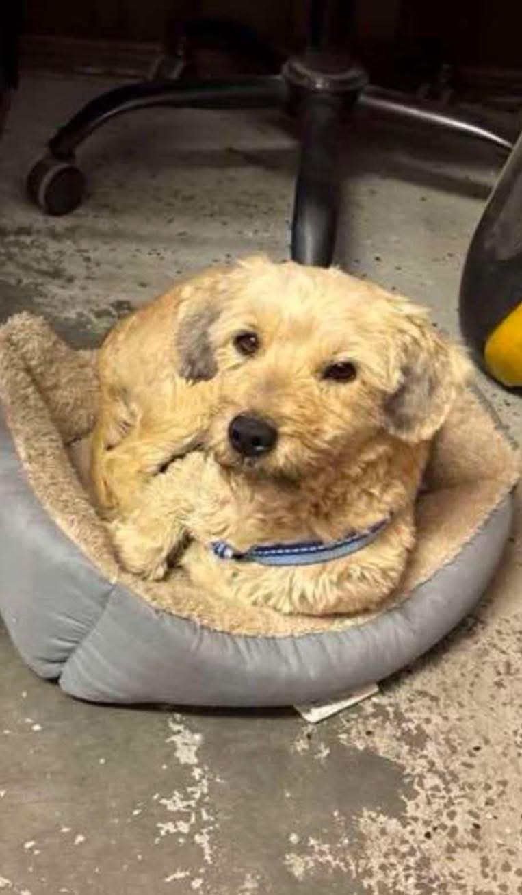 Timmy, Adopted, Young Male Standard Poodle & Jack Russell Terrier.