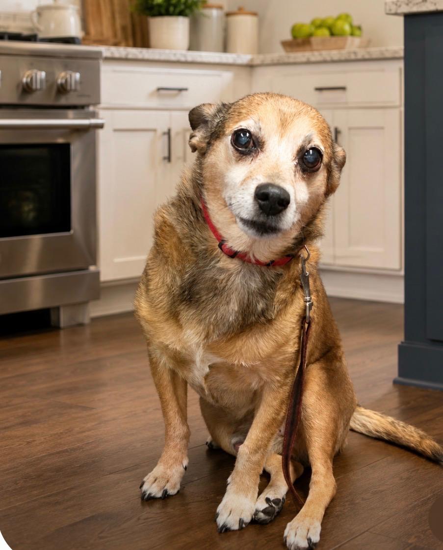 Seger, an adoptable mixed breed in Armada, MI image 3/4