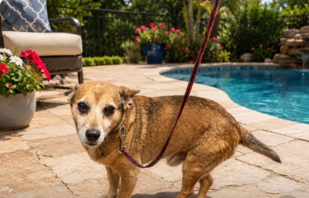 Seger, an adoptable mixed breed in Armada, MI image 4/4