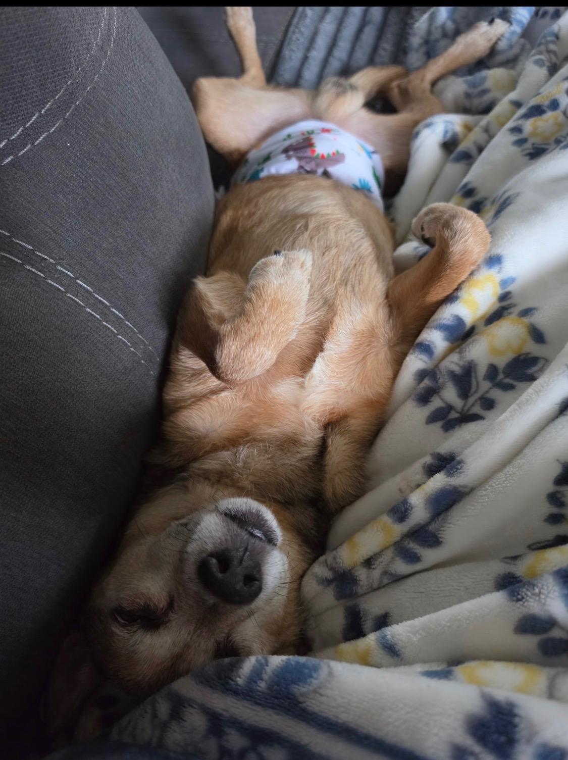 Seger, an adoptable mixed breed in Armada, MI image 2/4