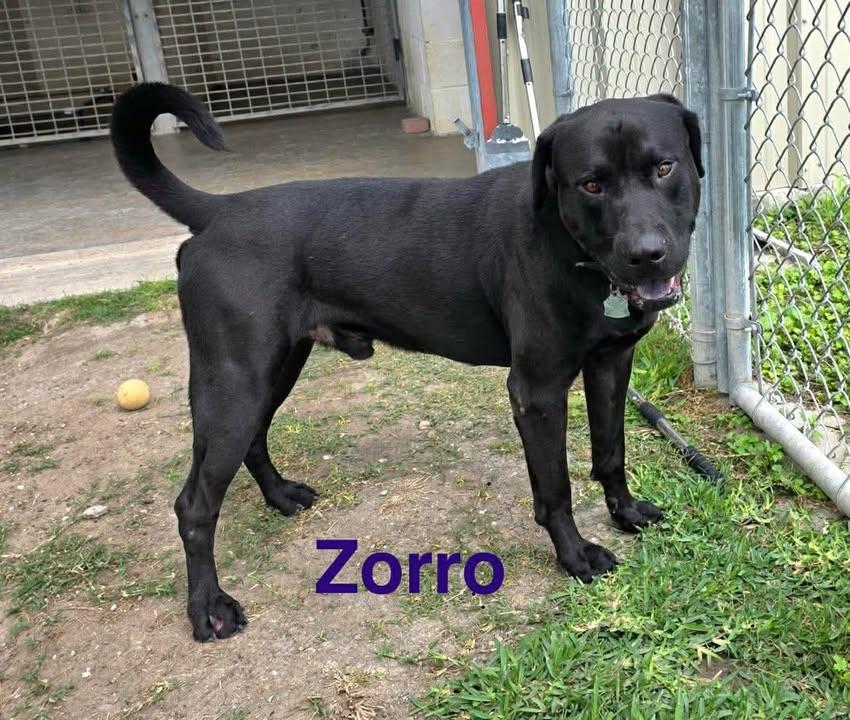 Zorro, ADOPTABLE, Adult Male Black Labrador Retriever.