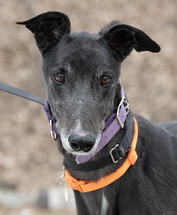 Theegala, Adoptable, Adult Male Greyhound.