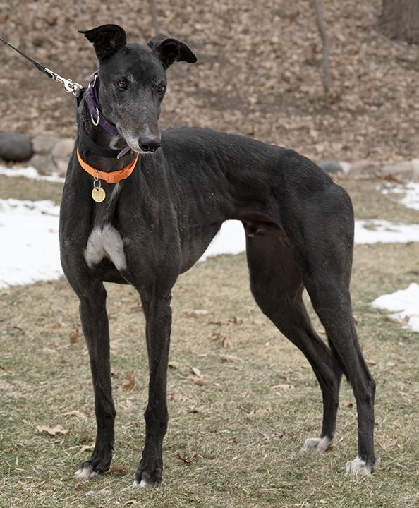 Enlarge Theegala, a Adopted Greyhound in Minneapolis, MN image 2/3