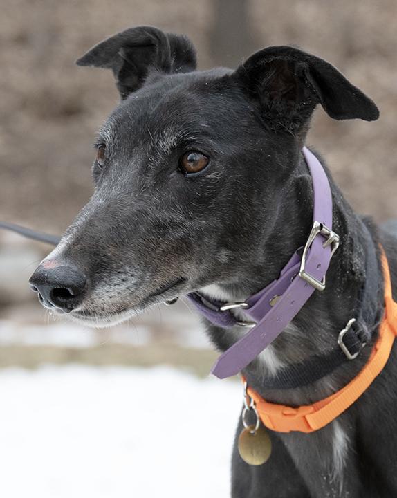 Enlarge Theegala, a Adopted Greyhound in Minneapolis, MN image 3/3