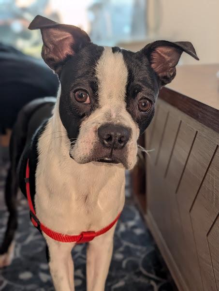 Kobe, Adopted, Young Male Boston Terrier.
