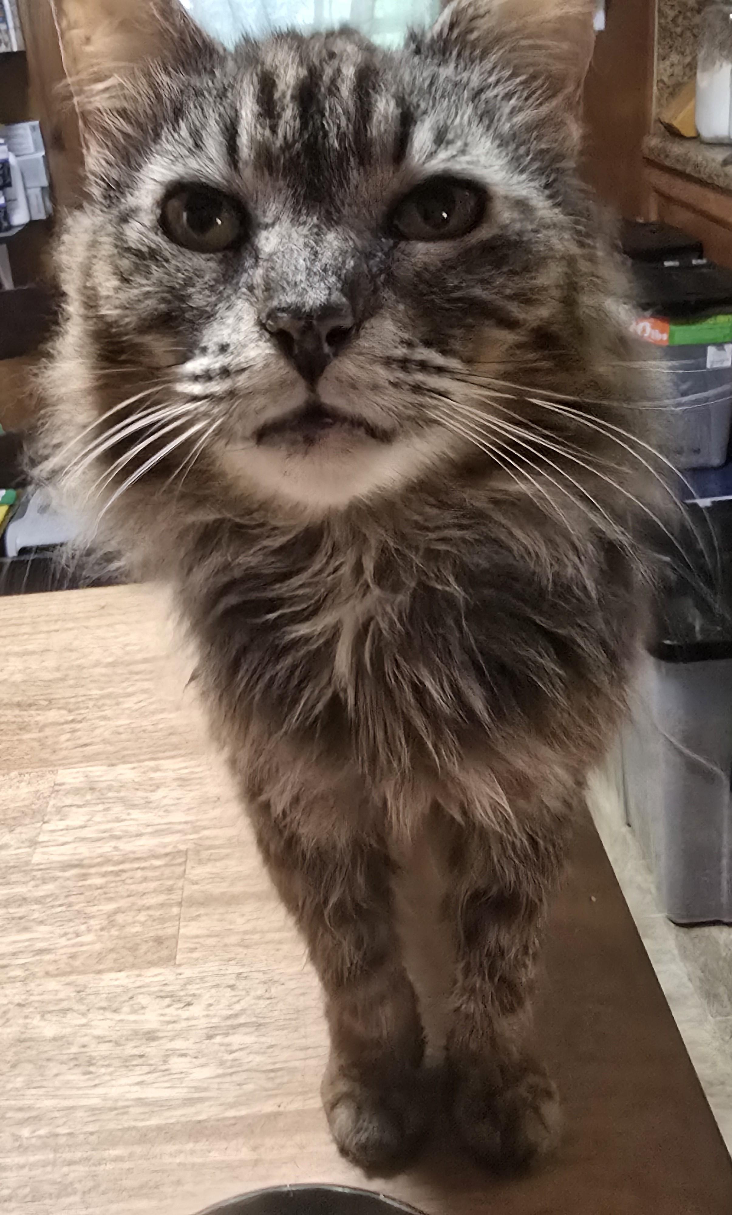 Enlarge Caviar, a Adoptable Dilute Tortoiseshell in Lawrenceville, GA image 1/1