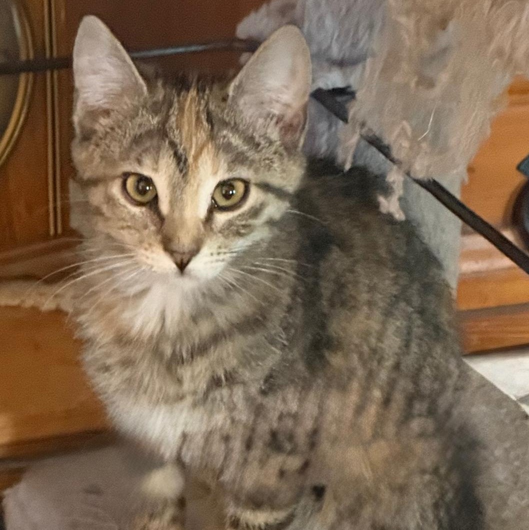 Enlarge VIOLA, a ADOPTABLE Domestic Short Hair in Gresham, WI image 1/1