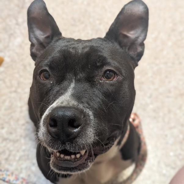 Rosa, a Adoptable mixed breed in Baltimore, MD image 2/4