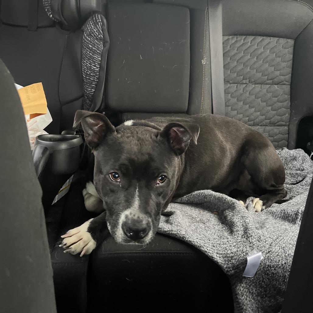 Rosa, a Adoptable mixed breed in Baltimore, MD image 3/4