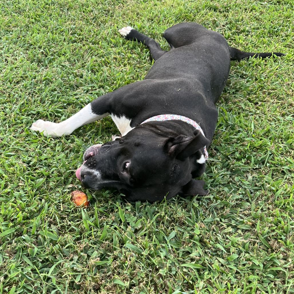 Rosa, a Adoptable mixed breed in Baltimore, MD image 4/4