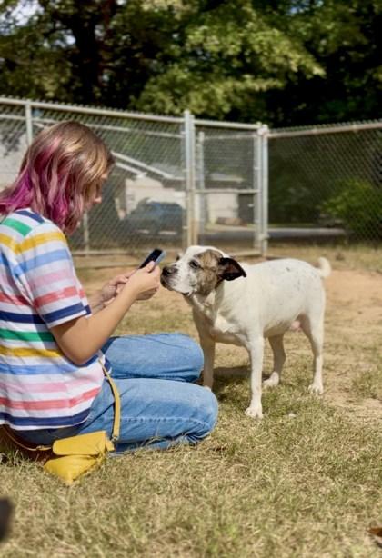 Roxy, Adoptable, Adult Female Hound & Mixed Breed.