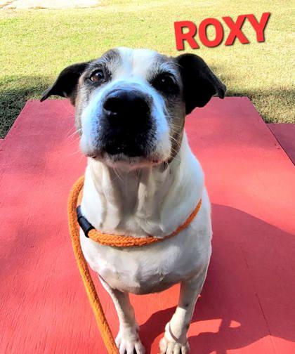 Roxy, a Adoptable mixed breed in Spartanburg, SC image 2/2