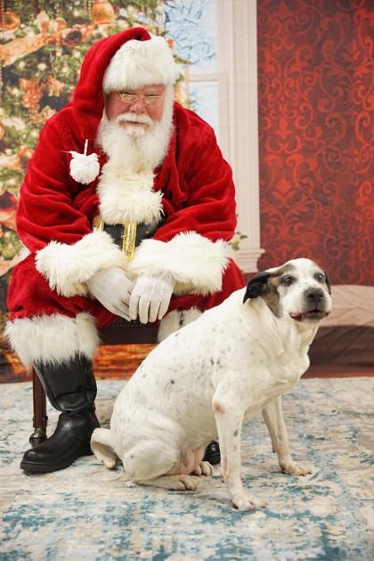 Roxy, Adoptable, Adult Female Hound & Mixed Breed.