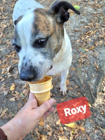 Roxy, a Adoptable mixed breed in Spartanburg, SC image 2/3