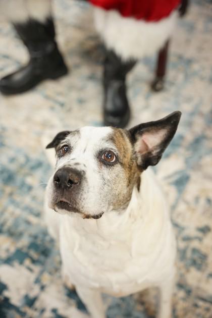 Enlarge Roxy, a Adoptable mixed breed in Spartanburg, SC image 2/3