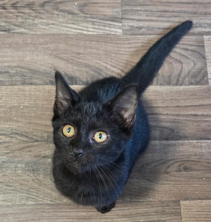 Simon, a Adoptable Domestic Short Hair in Sellersburg, IN image 1/3