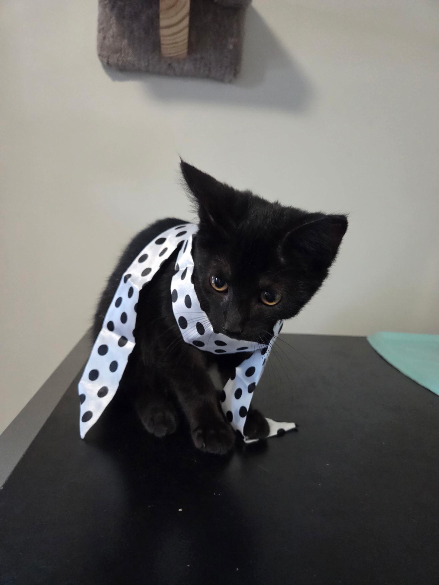 Simon, a Adoptable Domestic Short Hair in Sellersburg, IN image 2/3