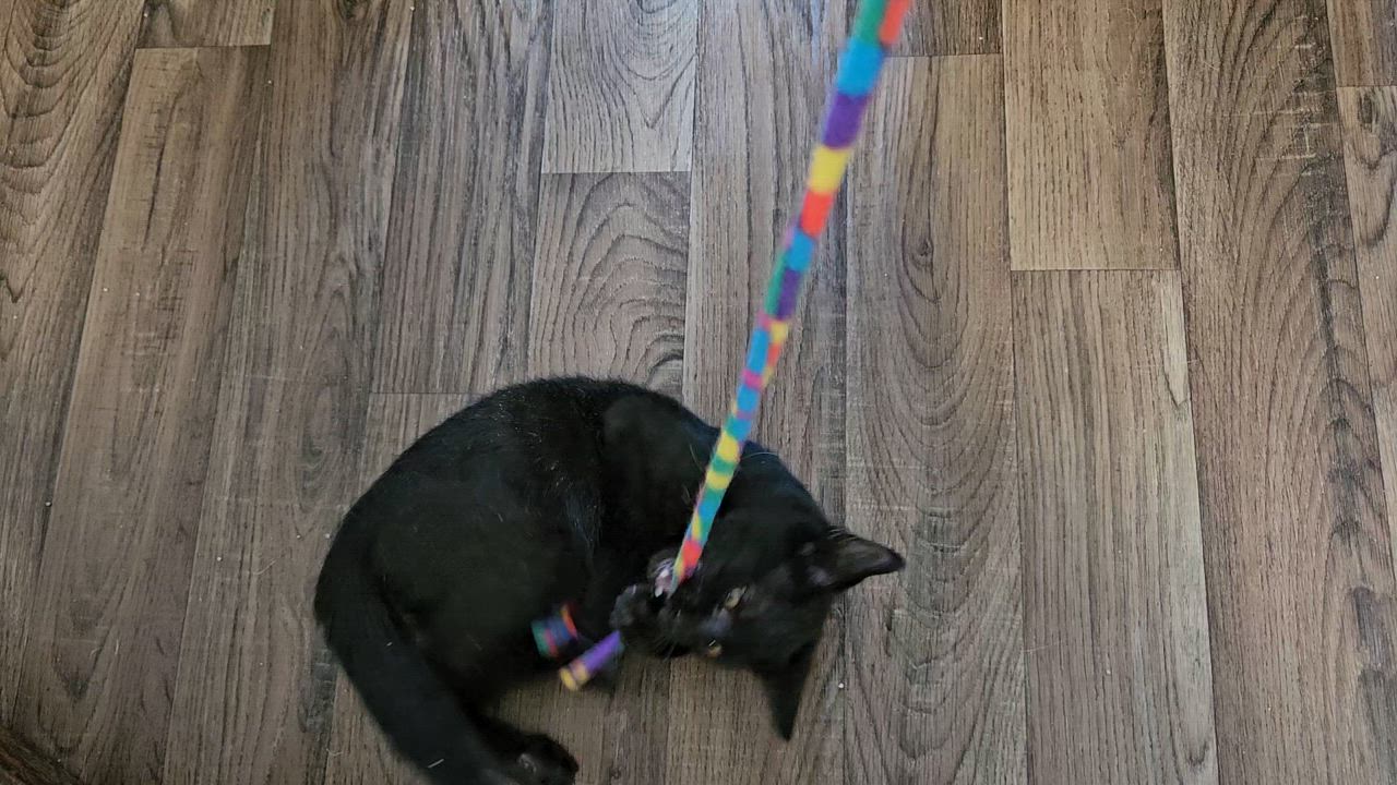 Enlarge Simon, a Adoptable Domestic Short Hair in Sellersburg, IN video 3/3